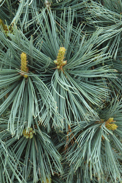 Pine, Flex Extra Blue