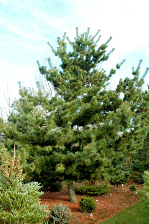 Pine, Japanese White Tempelhof