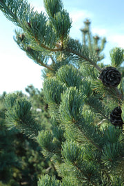 Pine, Japanese White Tempelhof