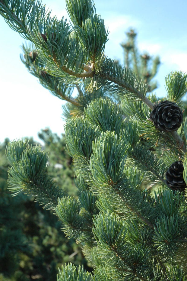 Pine, Japanese White Tempelhof