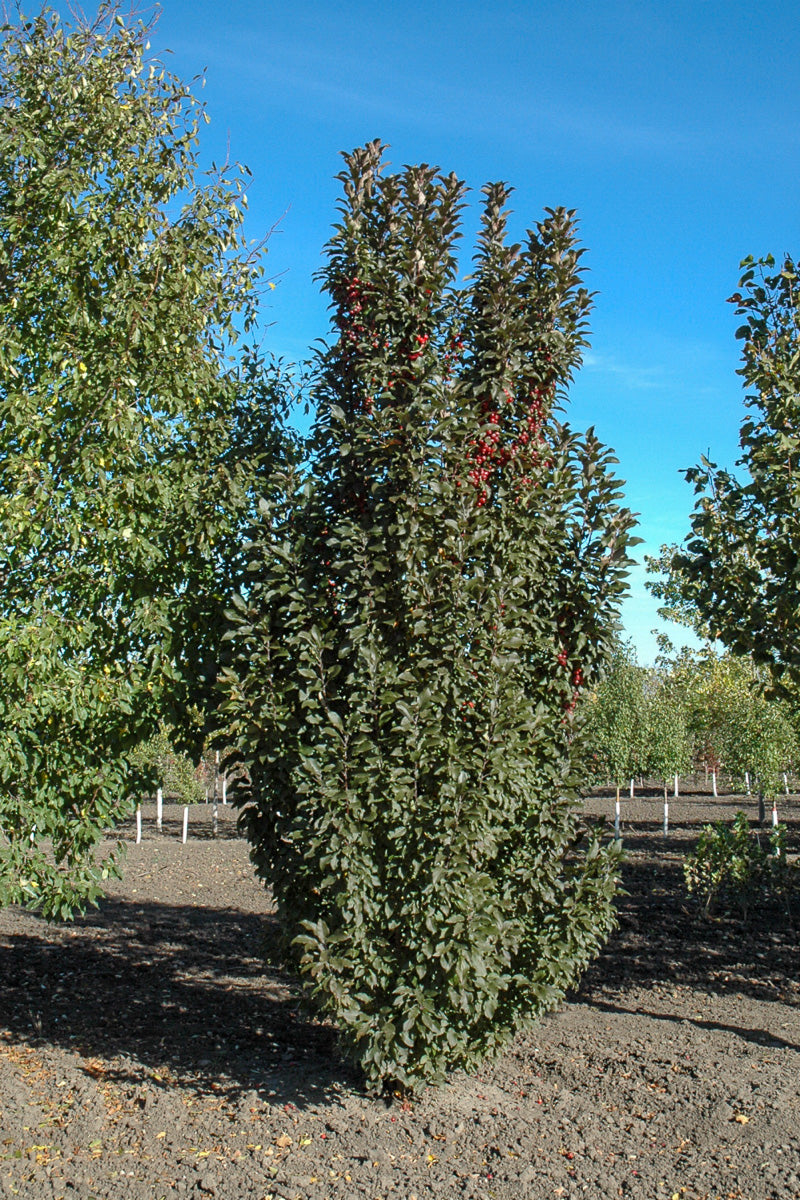 Crabapple, Emerald Spire