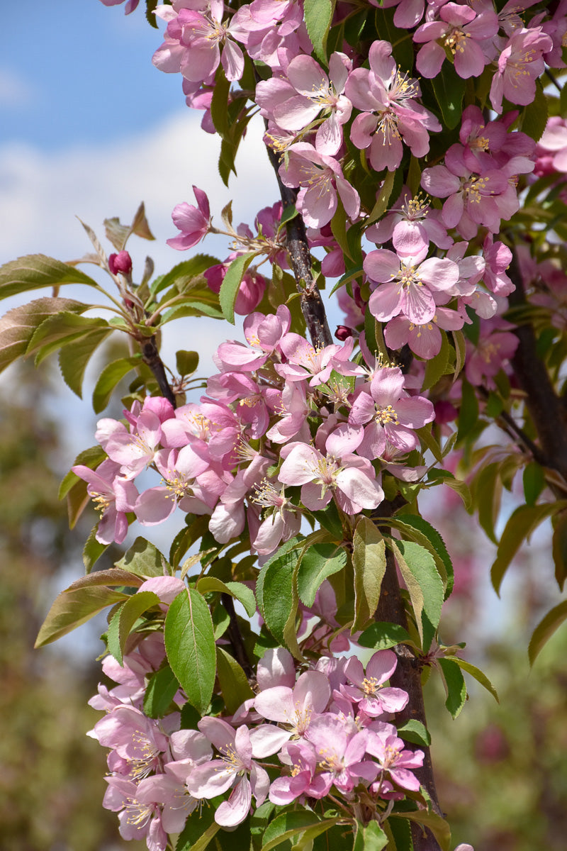 Crabapple, Emerald Spire