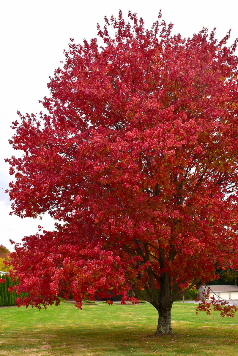 Maple, Red