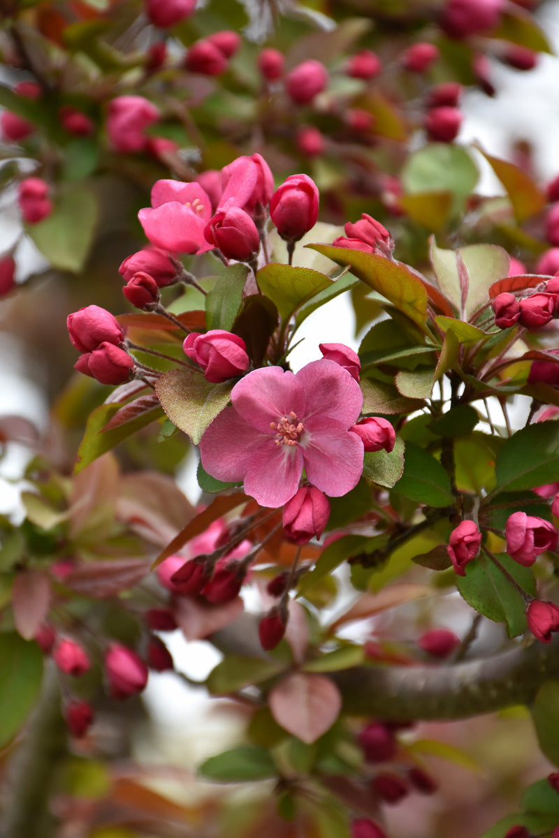 Crabapple, Cardinal