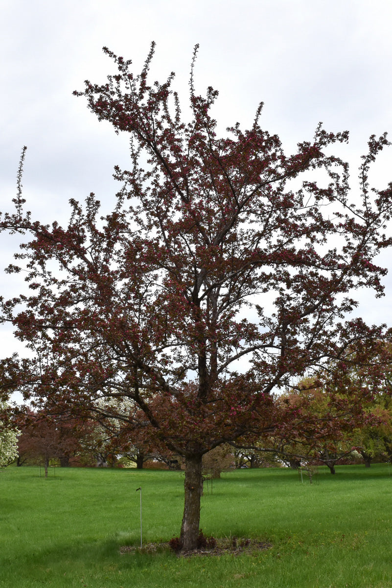 Crabapple, Cardinal