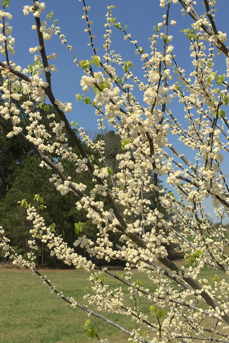 Redbud, White Pom Poms