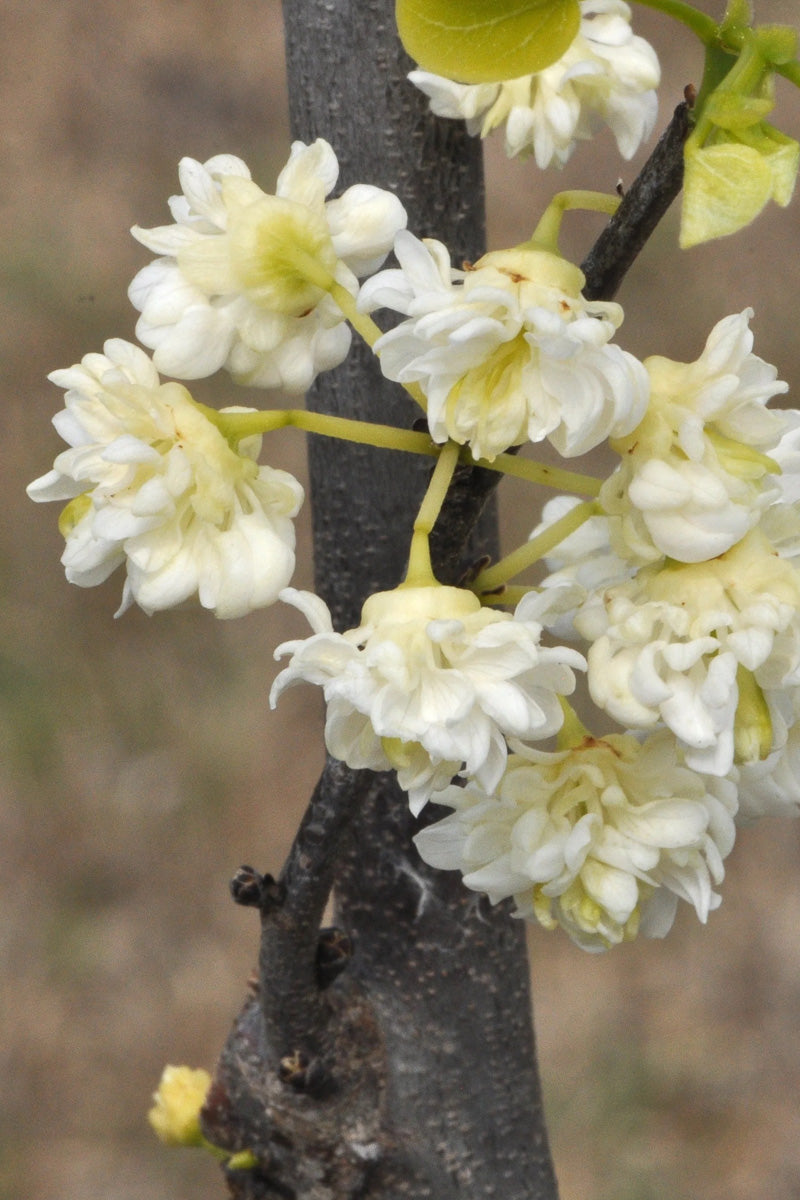 Redbud, White Pom Poms