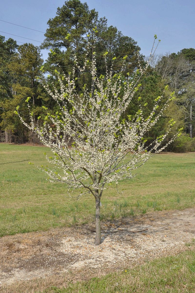 Redbud, White Pom Poms