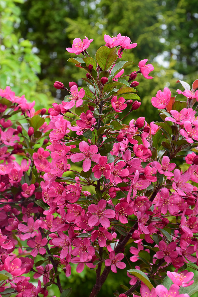 Crabapple, Purple Prince    Rd
