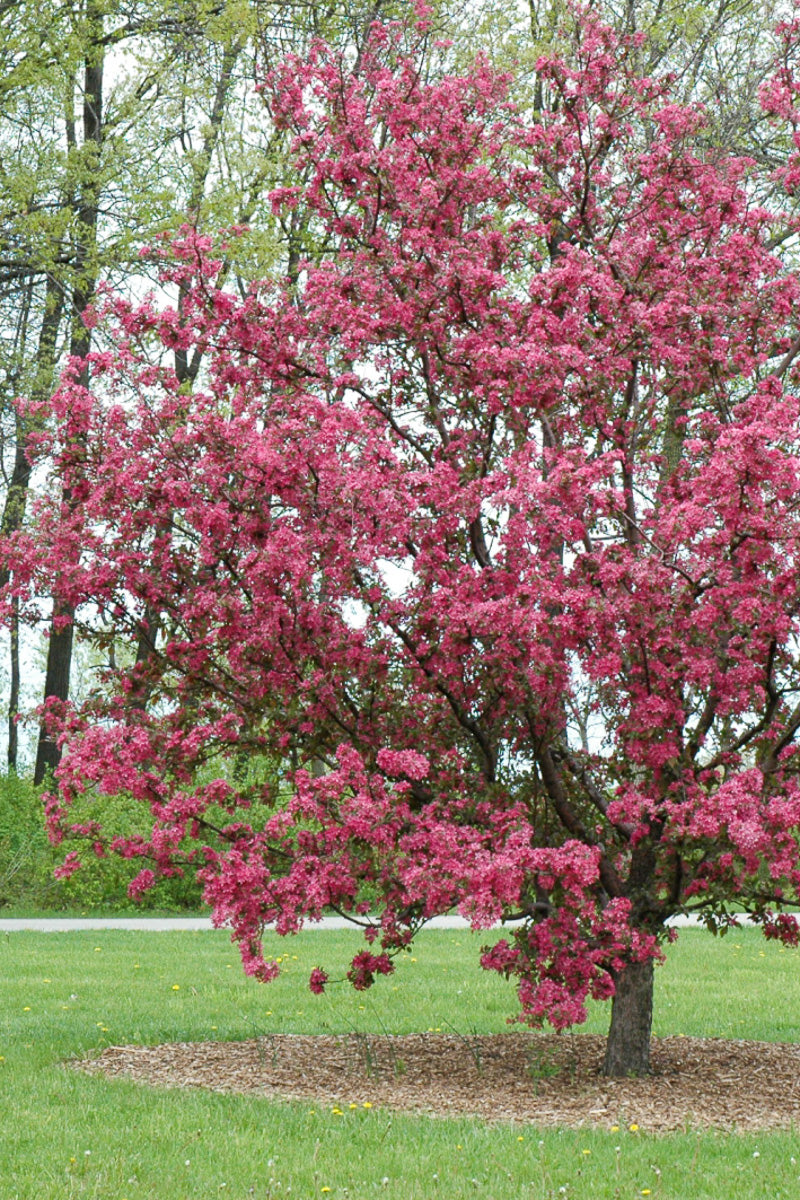 Crabapple, Purple Prince    Rd