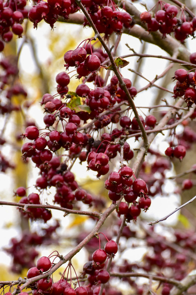 Crabapple, Purple Prince    Rd