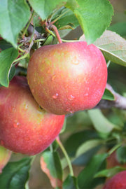 Fruit, Apple Red Delicious