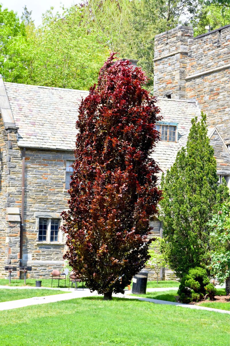 Beech, European  Red Obelisk
