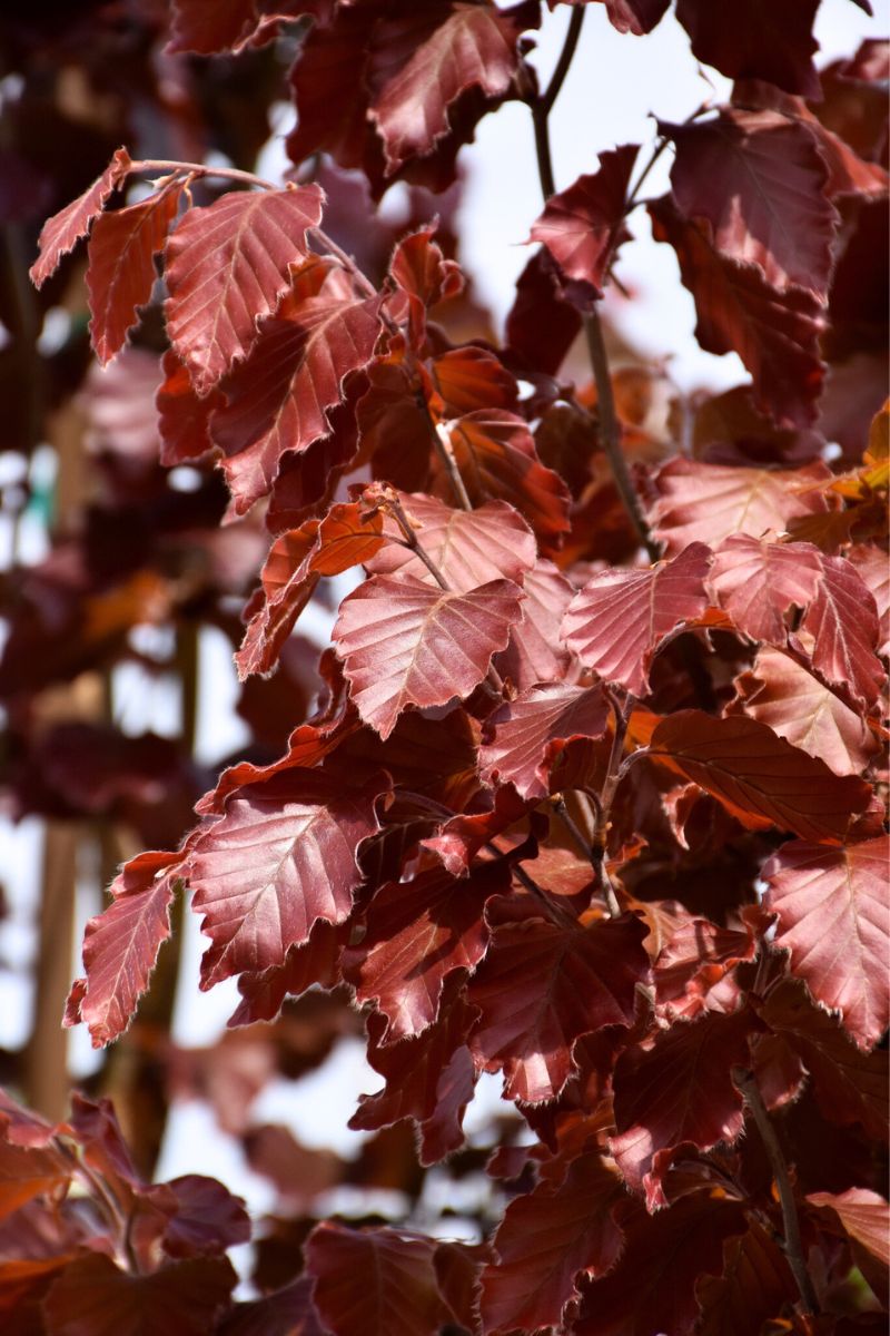 Beech, European  Red Obelisk