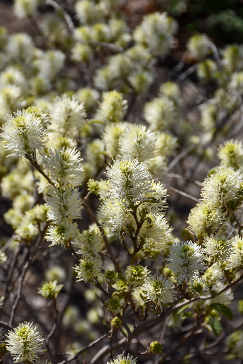 Fothergilla, Blue Shadow