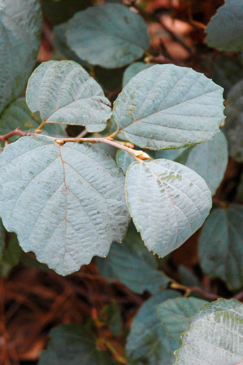 Fothergilla, Blue Shadow