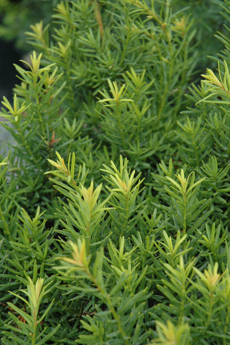 Yew, Upright Nova