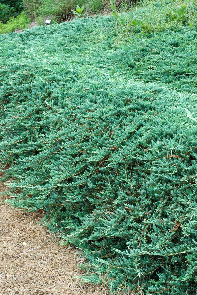 Juniper, Creeping Bar Harbor