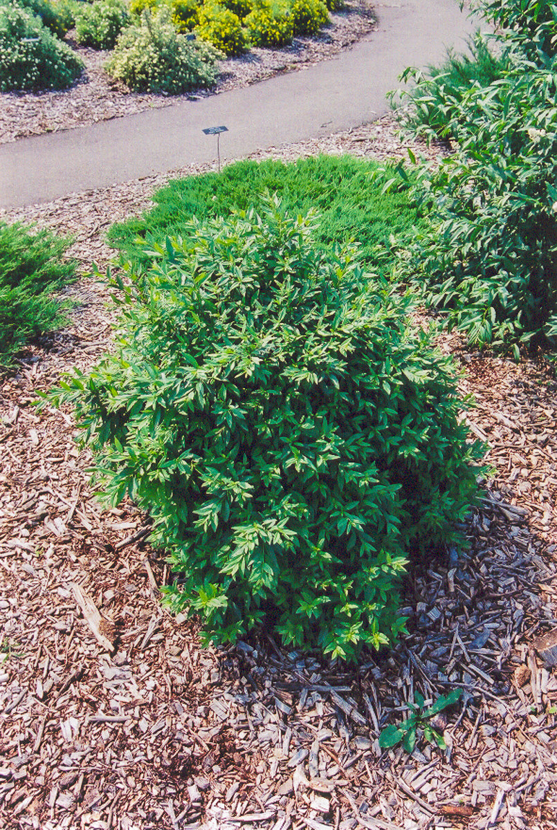 Privet, Lodense Spreading