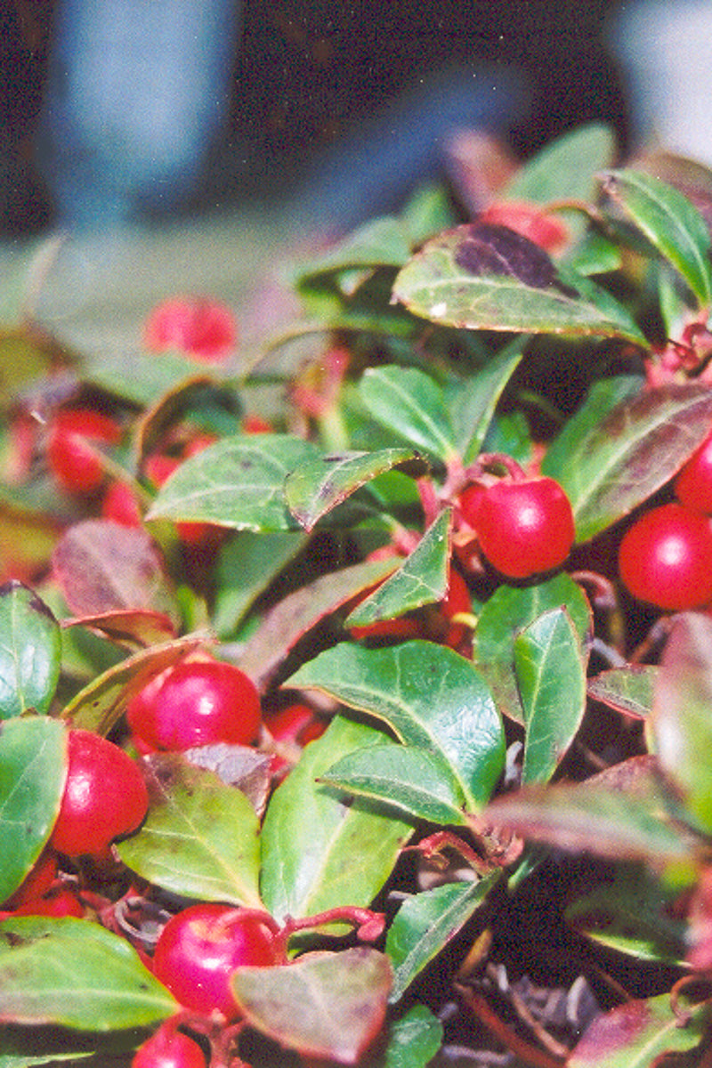 Wintergreen, American