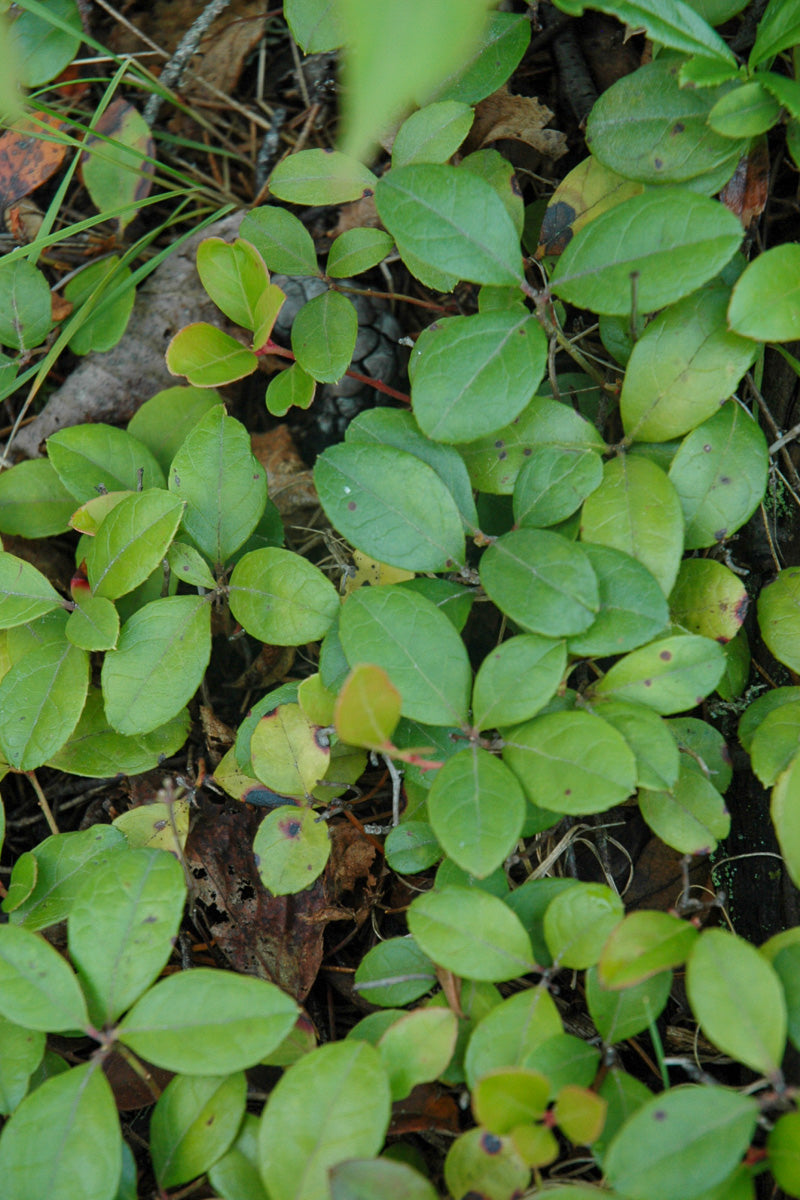 Wintergreen, American