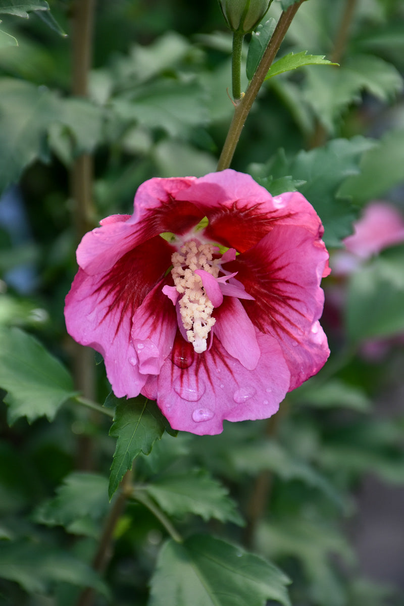 Rose of Sharon, Red Pillar
