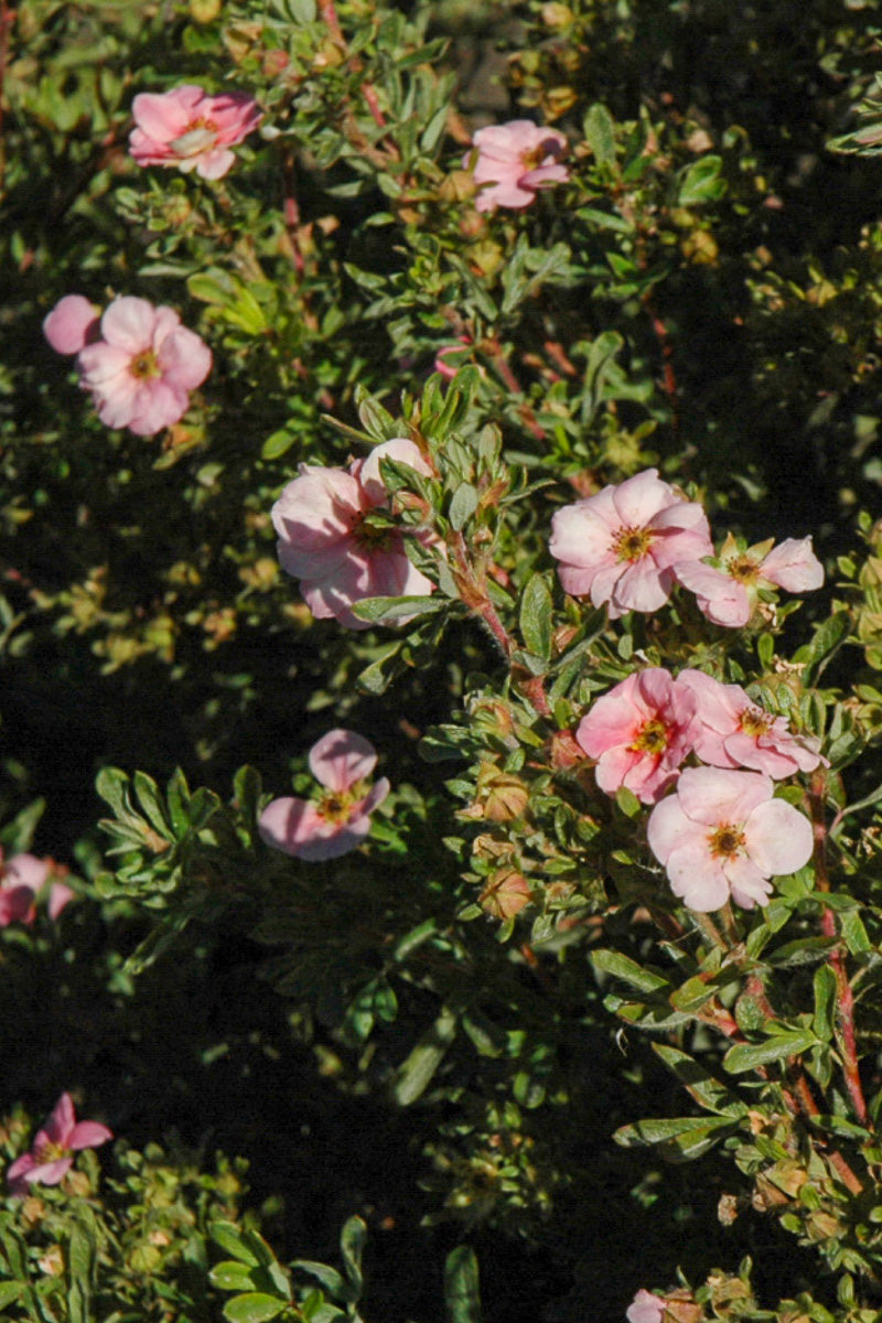 Potentilla, Happy Face Pink Paradise