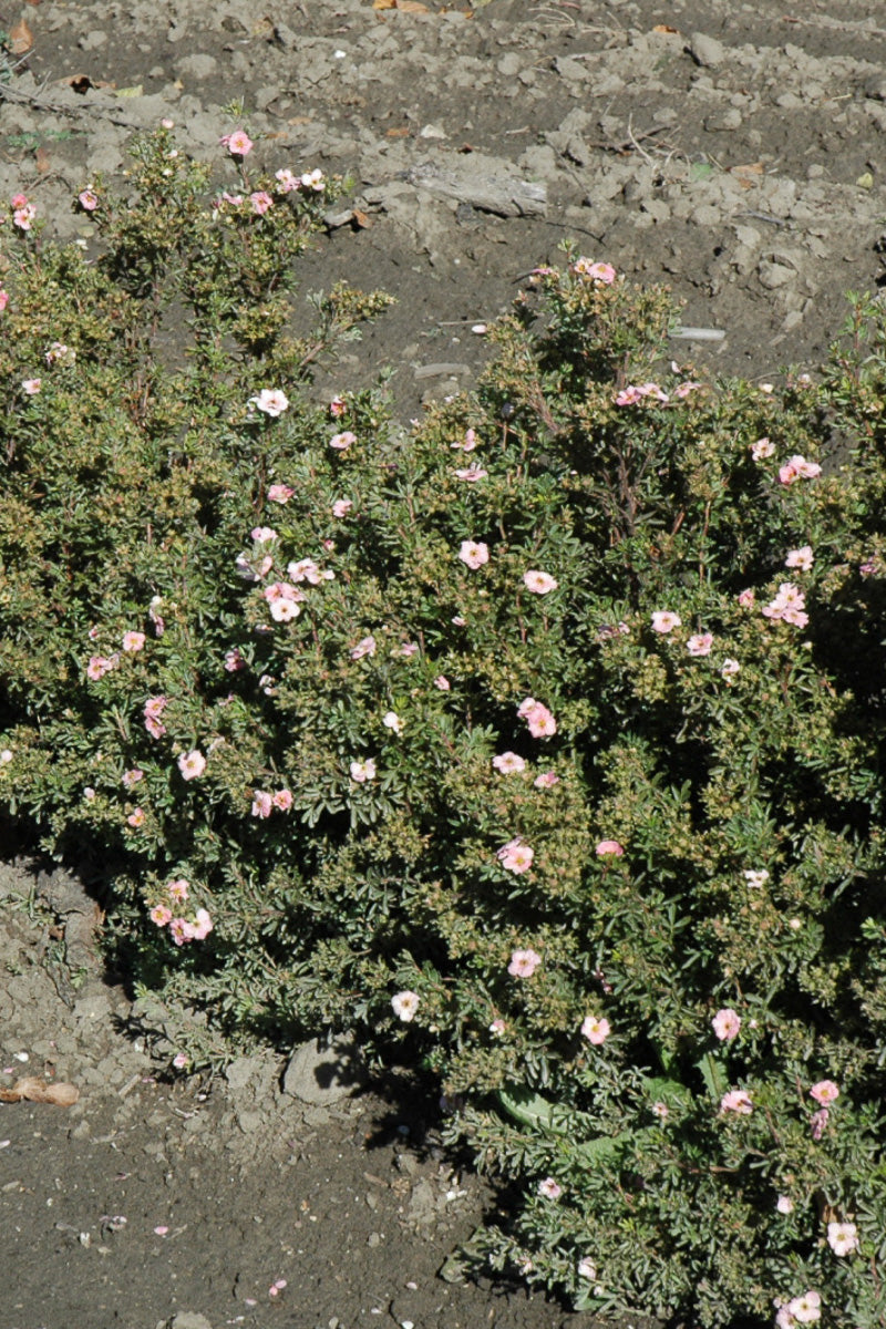 Potentilla, Happy Face Pink Paradise