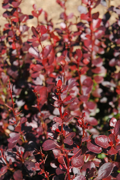 Barberry, Rosy Rocket