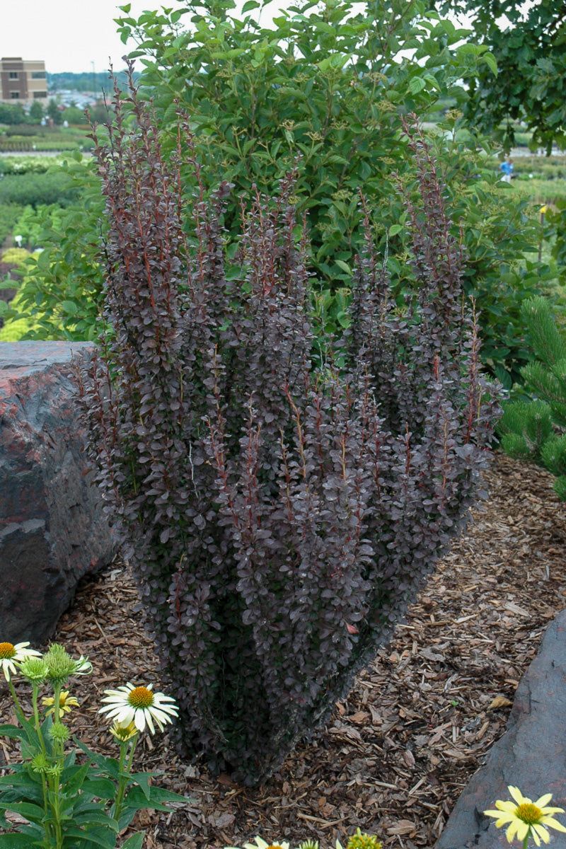 Barberry, Helmond Pillar