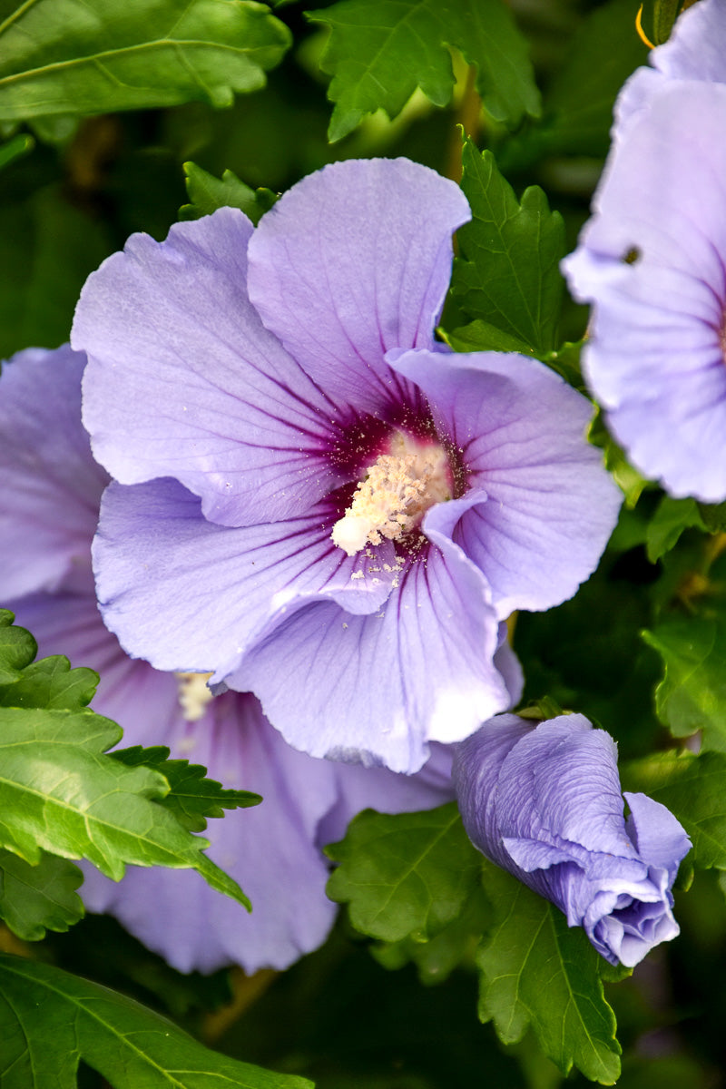 Rose Of Sharon,  Blue Satin