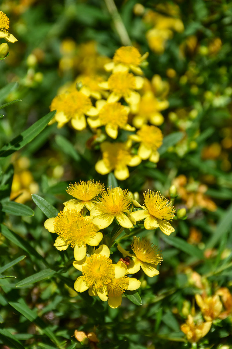 Hypericum, Sunny Boulev