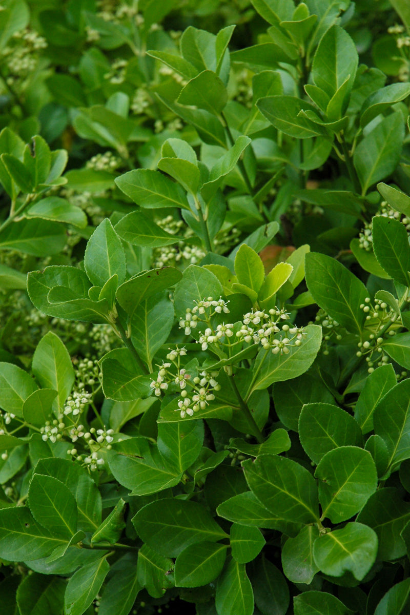 Euonymus, Manhattan