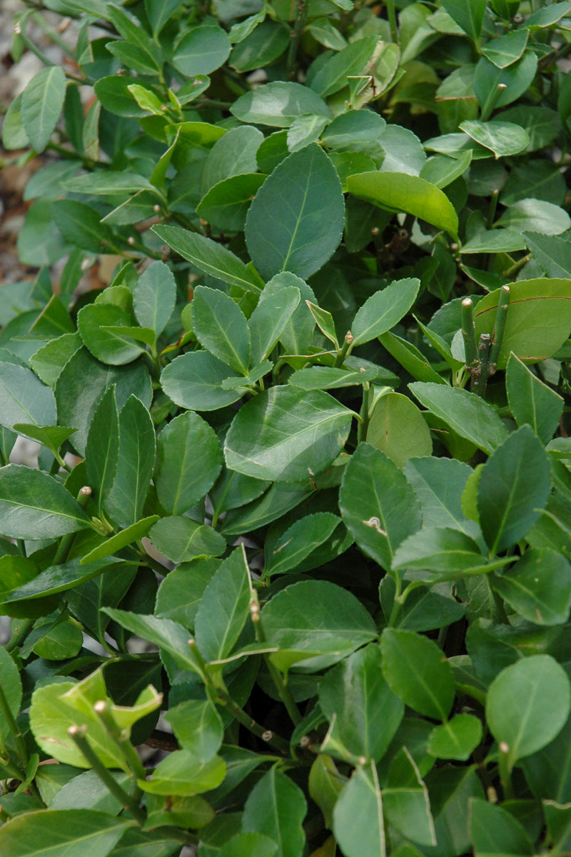 Euonymus, Manhattan