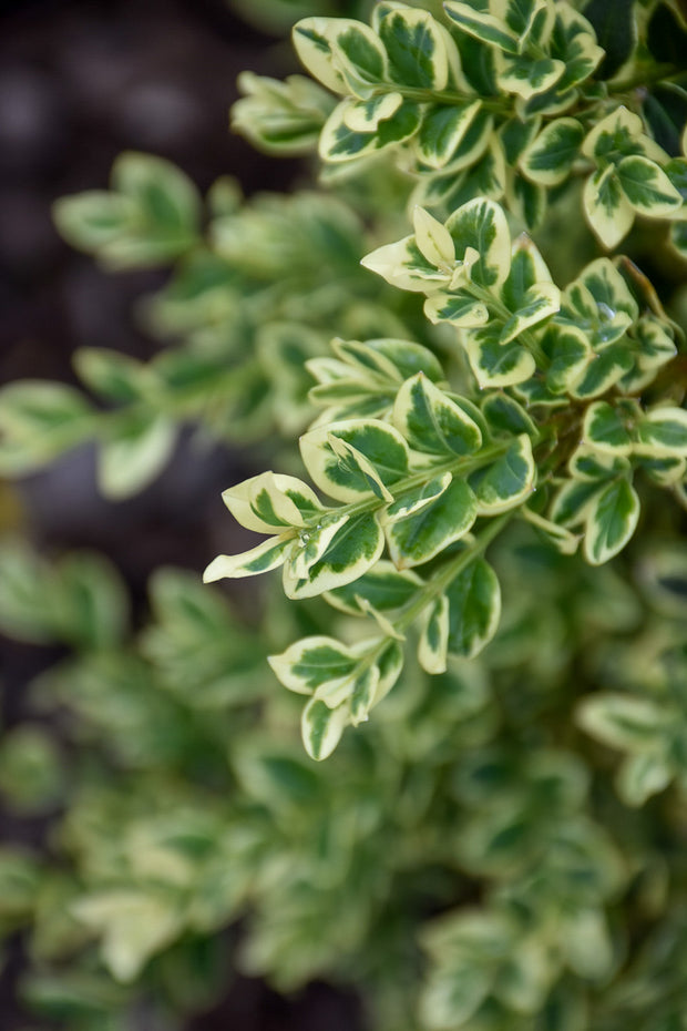 Boxwood, Gold Variegated