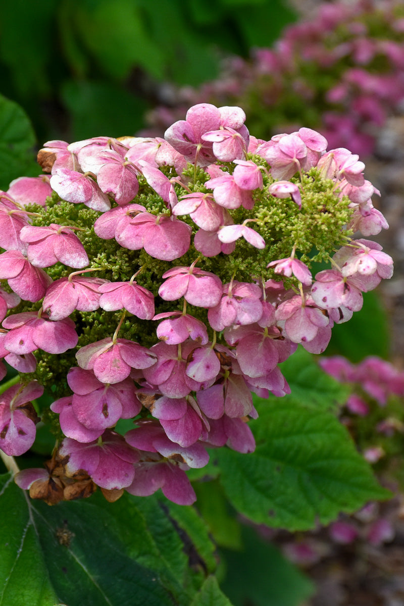 Hydrangea, Oakleaf Gat Pink