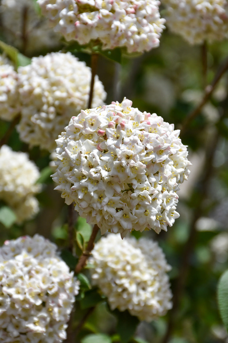 Viburnum, Burkwood P
