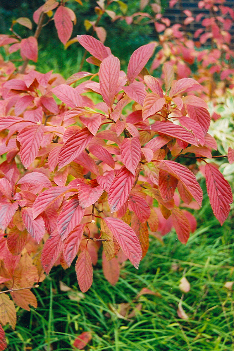 Viburnum, Burkwood P