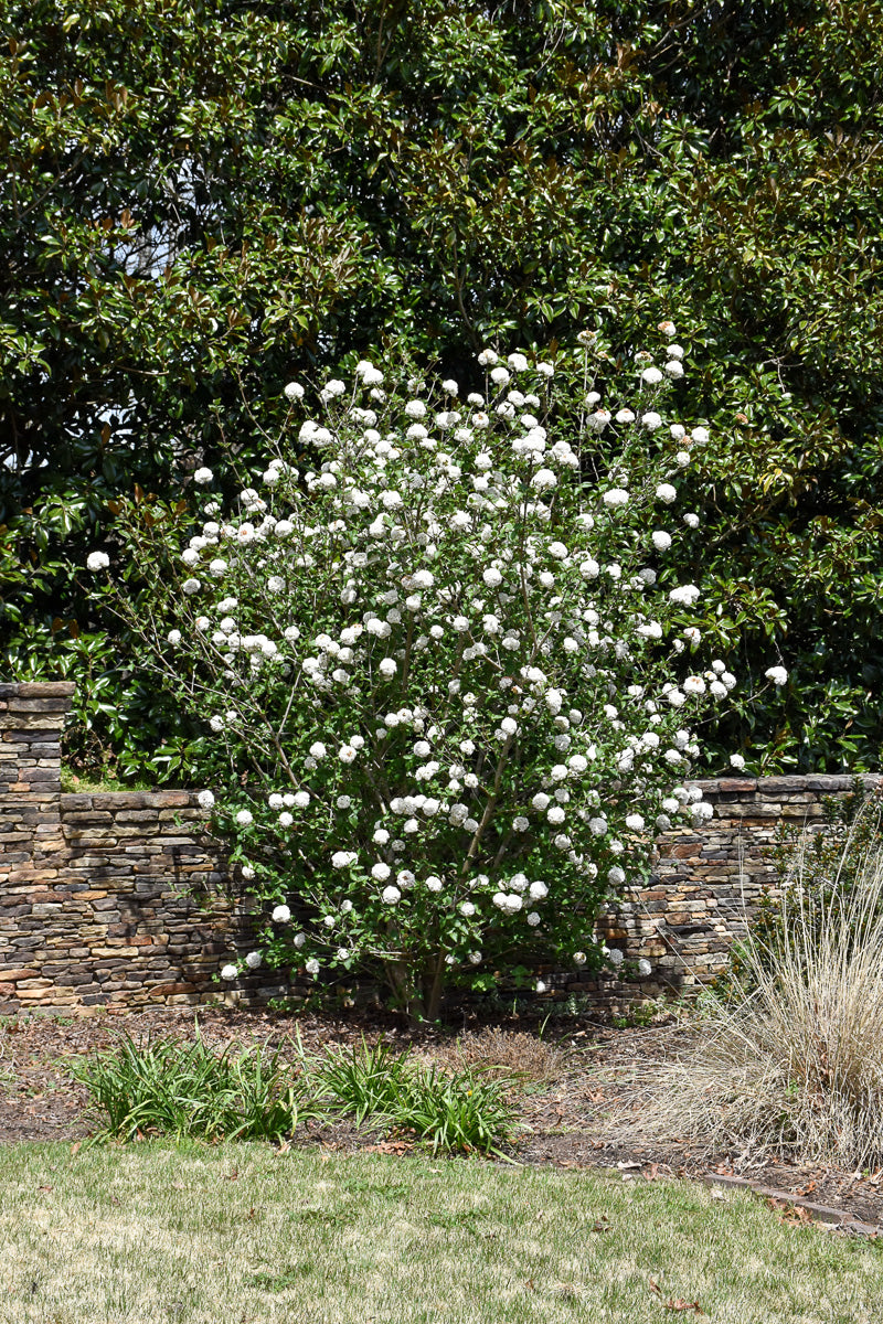 Viburnum, Burkwood P
