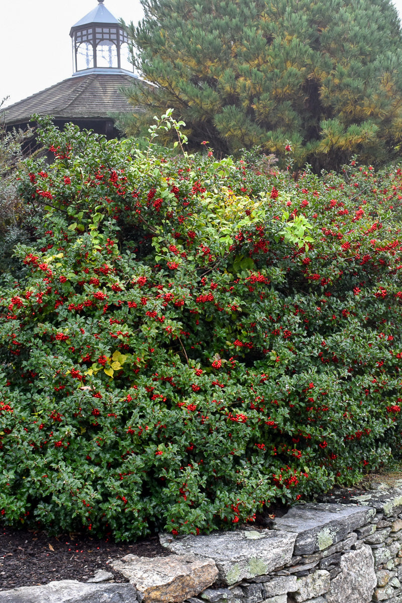 Holly, Blue Princess