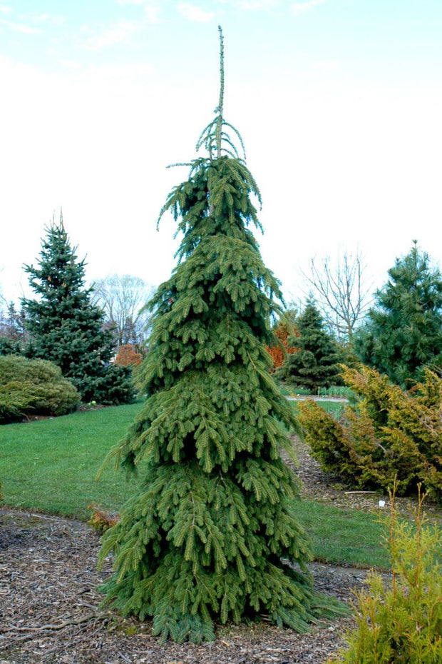 Spruce, White Weeping