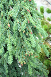 Spruce, White Weeping