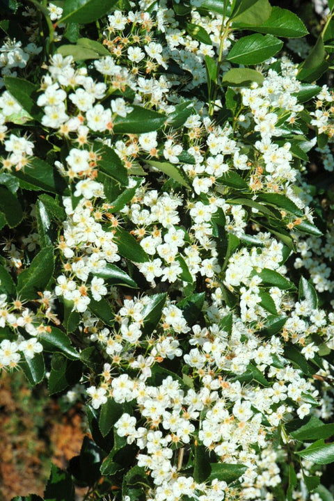 Hawthorn, Thornless