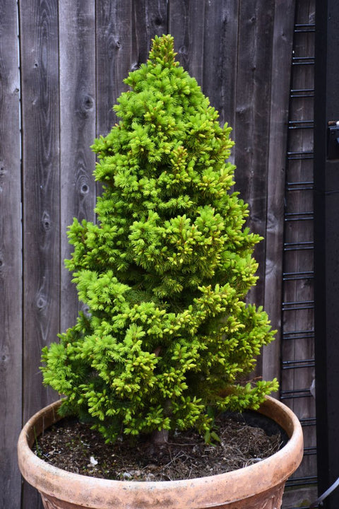 Spruce, Dwarf Alberta Rainbow's End