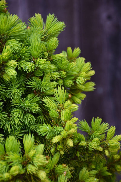 Spruce, Dwarf Alberta Rainbow's End