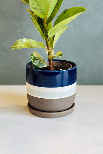 POT, SCOTIA PLANTER 5.5" SM