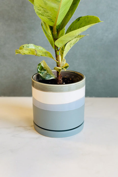 POT VALKO CYLINDER PLANTER 5"