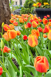 The Magnificent Mile™ Tulip Bulbs - Gift Box of 20