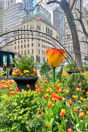 The Magnificent Mile™ Tulip Bulbs - Gift Box of 20