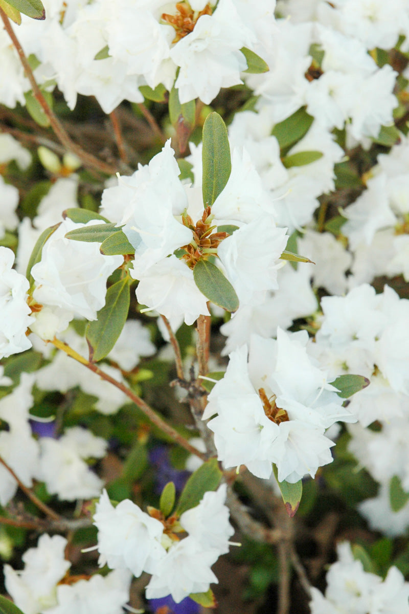 Rhododendron, April Snow